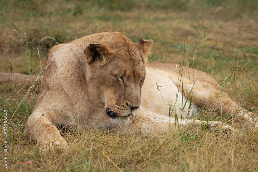 Lazy Lioness Laying around and yawning, sitting in the bushveld of a field in a Nature reserve during a Safari game drive Lazy Lioness Laying around and yawning, sitting in the bushveld of a field in a Nature reserve during a Safari game drive