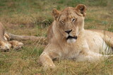 Lazy Lioness Laying around and yawning, sitting in the bushveld of a field in a Nature reserve during a Safari game drive