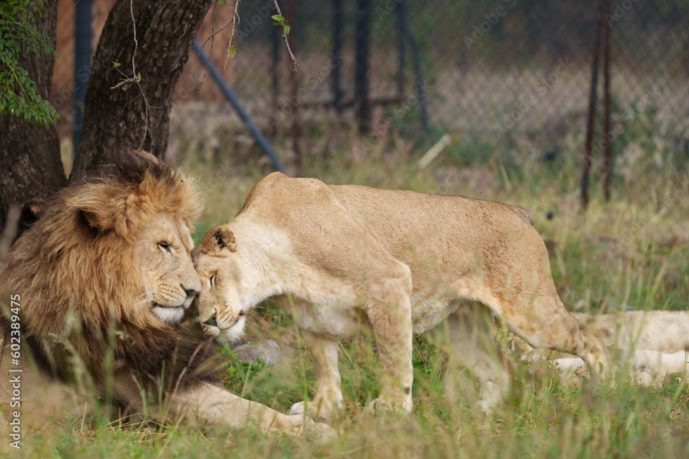 Fototapeta premium Lion and Lioness being cute and playful with each other and caressing, getting ready for mating season. taken during a safari game drive in South Africa