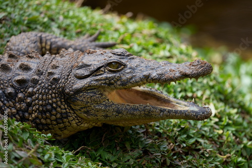 Nile crocodile sitting on a patch of green grass with its mouth open waiting for prey and to regulate its body temperature, showing its beautiful green reptile eye. Taken during a Safari game drive 
