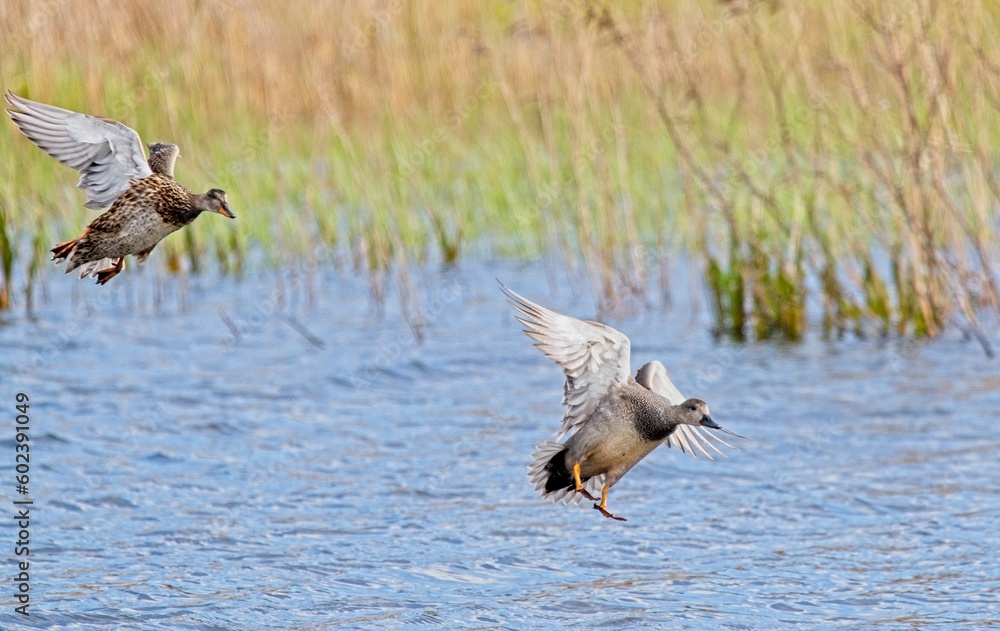Fototapeta premium Mallard (Anas platyrynchos)