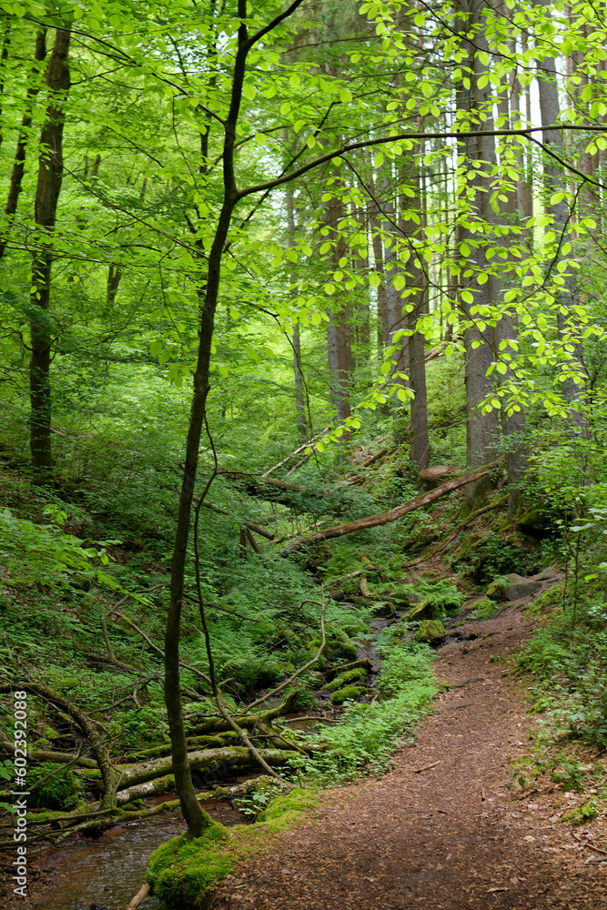 Obraz premium Waldweg