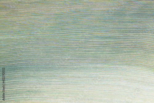 Quadro em tela Texture of palm bark