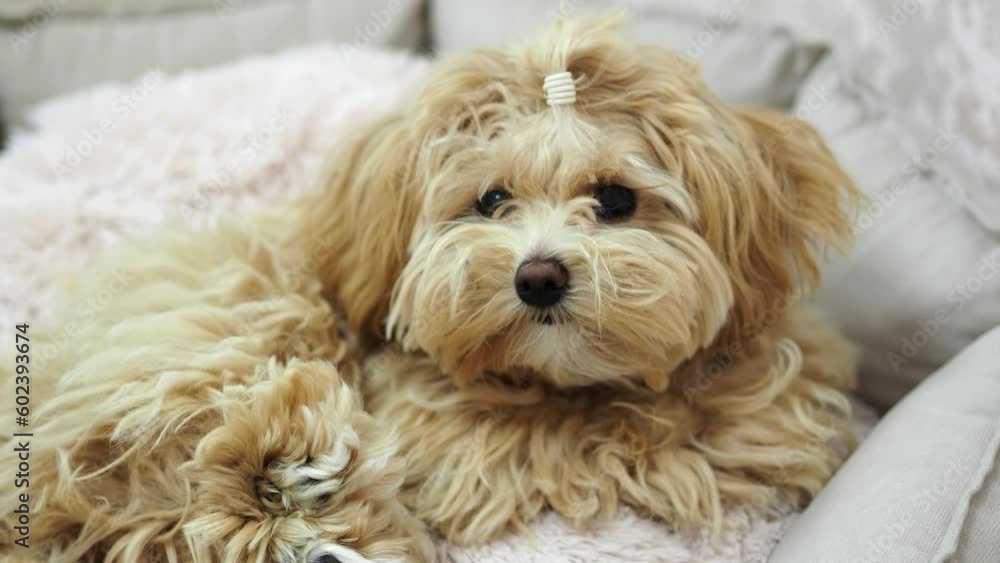 Small purebred dog Maltipu lies and looks into the camera. Dog with long hair. Manual dog of a city apartment. Calm, cute puppy. shaggy dog Small purebred dog Maltipu lies and looks into the camera. Dog with long hair. Manual dog of a city apartment. Calm, cute puppy. shaggy dog