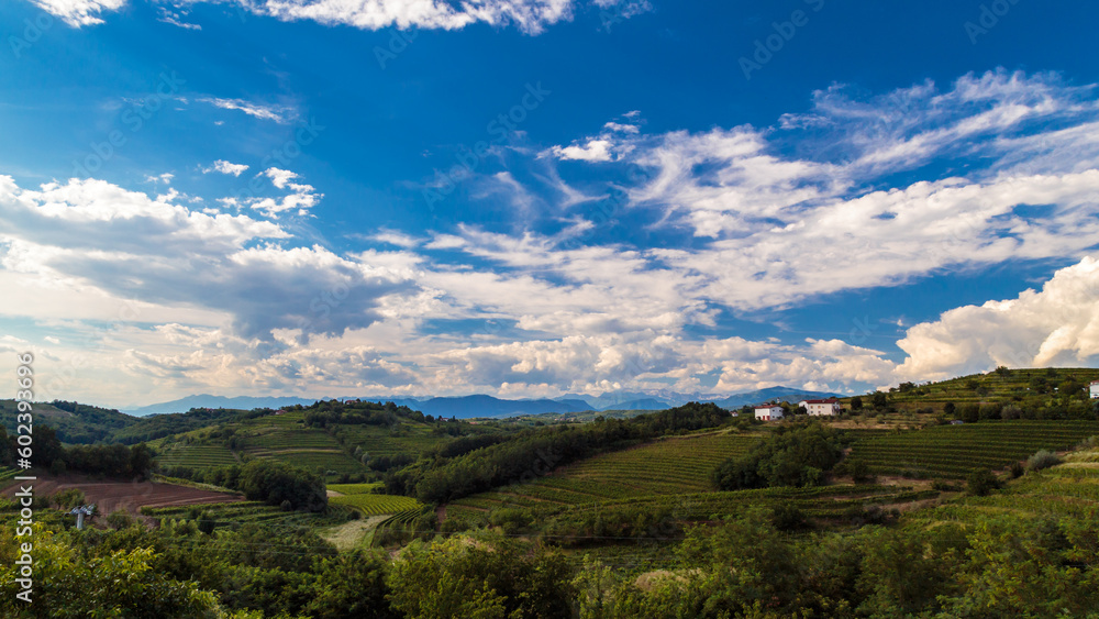 Naklejka premium The beautiful vineyard of Collio, Friuli Venezia-Giulia, Italy