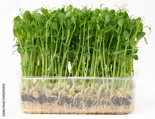 Sprouted pea seeds  microgreens for salad  detox
