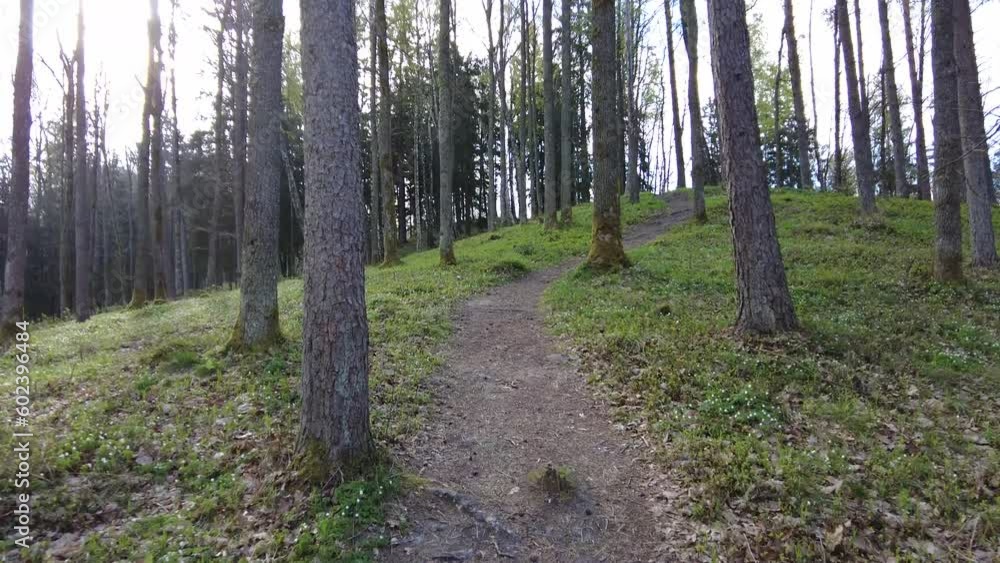 Walking thru the forest day time green trees no people beautiful day Walking thru the forest day time green trees no people beautiful day