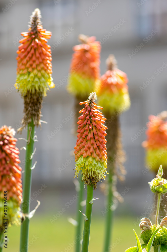 Kniphofia uvaria bright yellow orange ornamental flowering plants on tall stem, group tritomea torch lily red hot poker flowers Kniphofia uvaria bright yellow orange ornamental flowering plants on tall stem, group tritomea torch lily red hot poker flowers