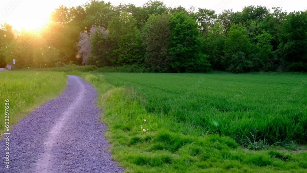 green water meadows in golden rays of sun, beautiful summer landscape, rural road, trees in background, field in evening in rays of sunset, concept of beauty of nature, summer vacation green water meadows in golden rays of sun, beautiful summer landscape, rural road, trees in background, field in evening in rays of sunset, concept of beauty of nature, summer vacation