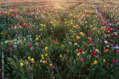 Field with colorful flowers of Ranunculus asiaticus. Blooming buttercups at sunset. Israel