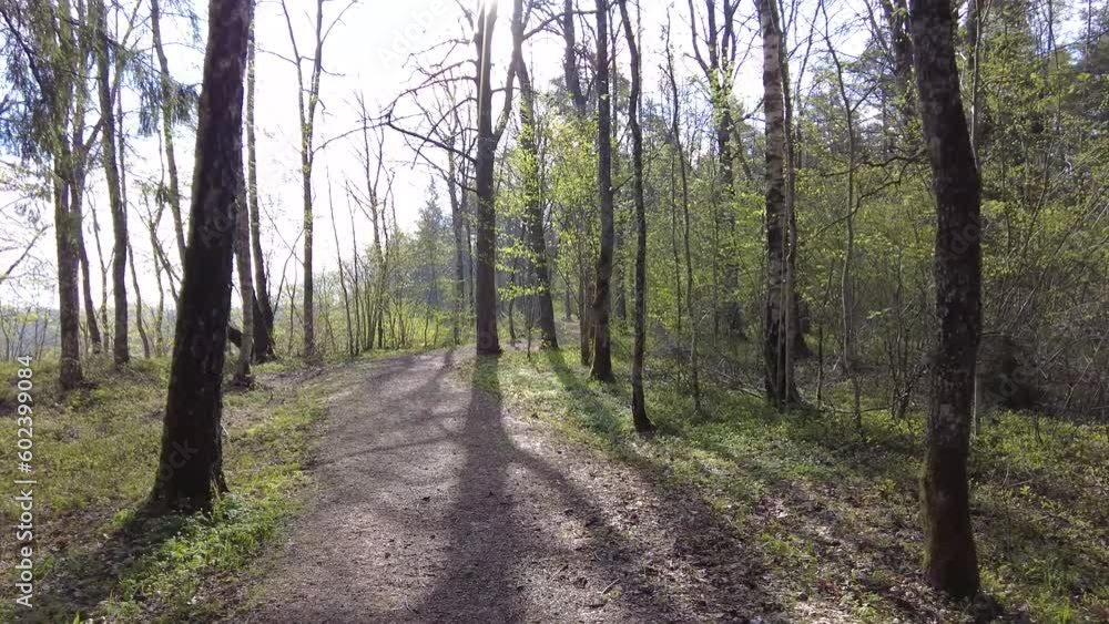 Walking thru the forest day time green trees no people beautiful day Walking thru the forest day time green trees no people beautiful day