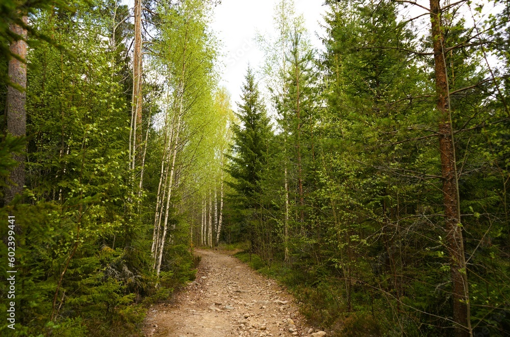 Obraz premium path in the forest
