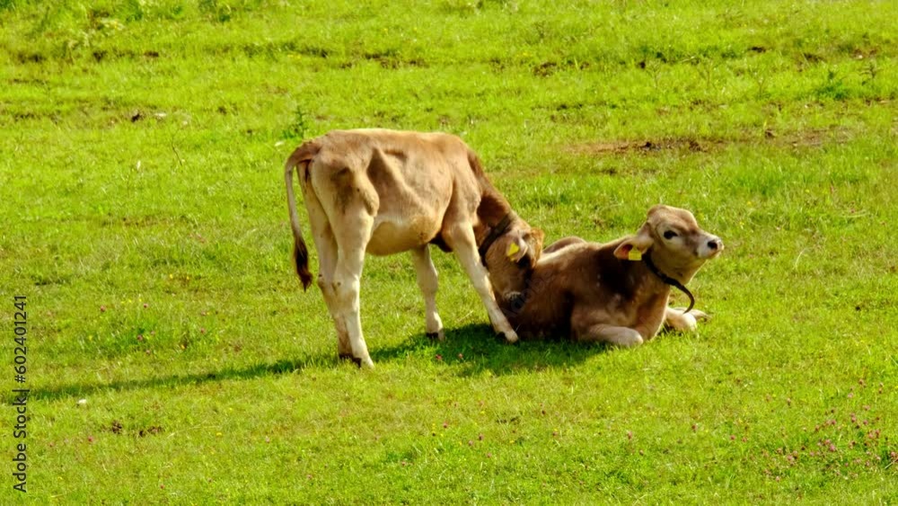 two calves, young hornless brown cows graze in meadow on sunny day, young cattle in swiss pastures, meat and dairy industry concept, ecology, problem of greenhouse gases methane, food production two calves, young hornless brown cows graze in meadow on sunny day, young cattle in swiss pastures, meat and dairy industry concept, ecology, problem of greenhouse gases methane, food production