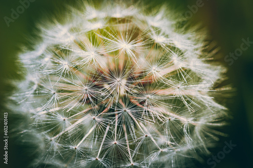 Close up macro of a dandelion on a sunny spring day  west sussex  uk.