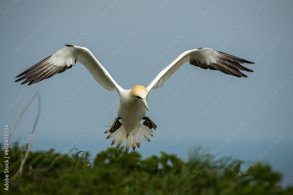 Obraz premium Gannet coming in to land