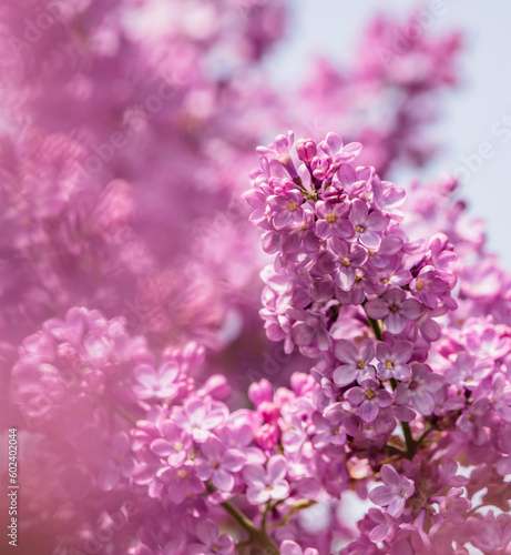 lilac flowers in bloom