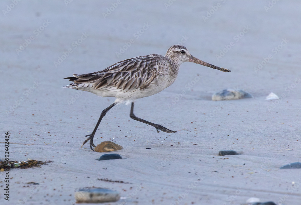 Obraz premium Shallow birds in the prenuptial step on Galician beaches