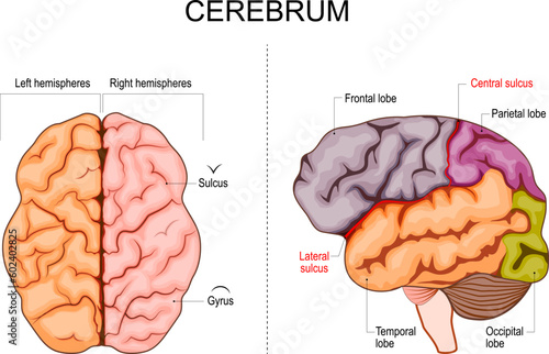 Human brain structure. Hemispheres and lobes photo