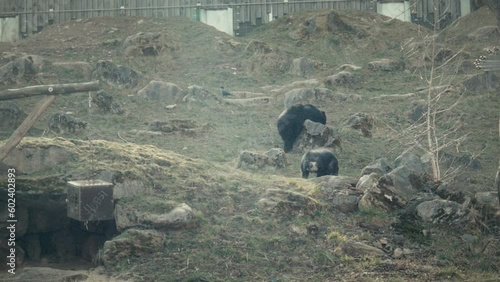 Bären im Zoo Herberstein photo
