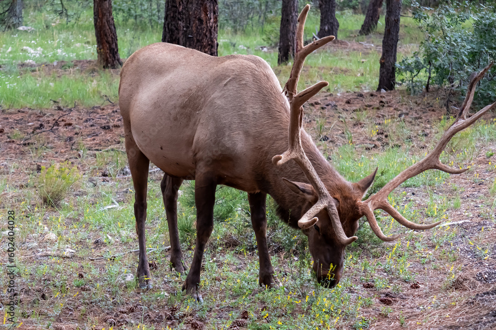 Mule deer (Odocoileus hemionus) in the woods of Grand Canyon National Park, Utah, USA, America. Wild animal grassing next to road. Focused closed up view on the huge antlers of deer in wilderness Mule deer (Odocoileus hemionus) in the woods of Grand Canyon National Park, Utah, USA, America. Wild animal grassing next to road. Focused closed up view on the huge antlers of deer in wilderness