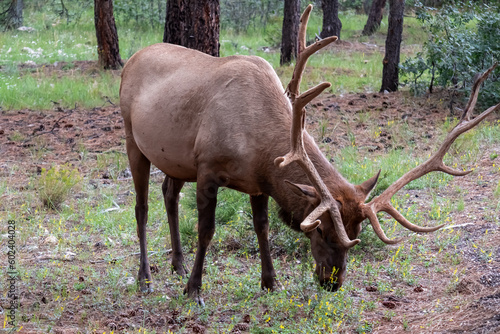 Mule deer (Odocoileus hemionus) in the woods of Grand Canyon National Park, Utah, USA, America. Wild animal grassing next to road. Focused closed up view on the huge antlers of deer in wilderness © Chris