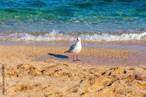 A seagull stands on the seashore and looks at the camera.