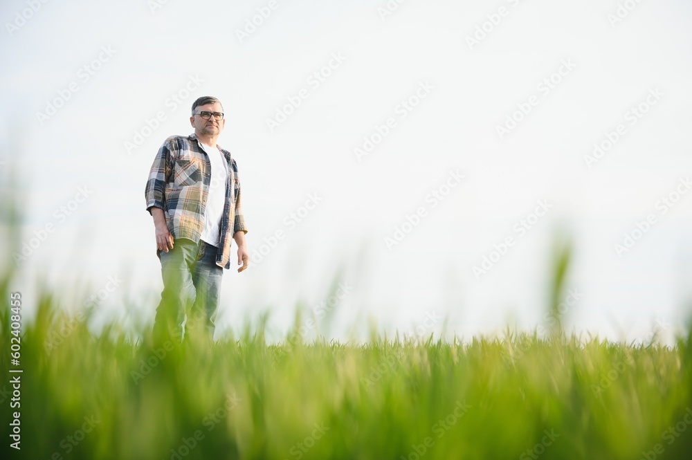 Portrait of senior farmer agronomist in wheat field. Successful organic food production and cultivation. Portrait of senior farmer agronomist in wheat field. Successful organic food production and cultivation.