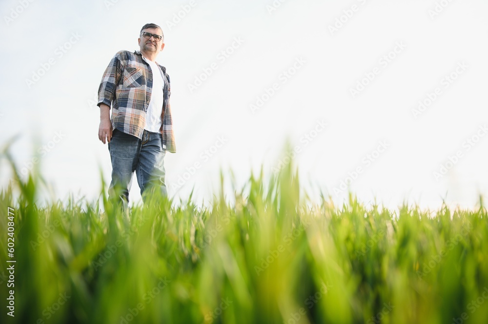 Portrait of senior farmer standing in wheat field examining crop during the day. Portrait of senior farmer standing in wheat field examining crop during the day.