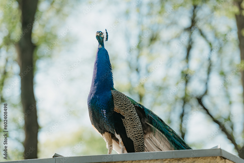 The Indian peafowl in the park in the morning