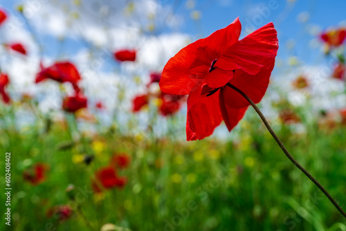 un coquelicot en premier plan devant un champs de fleurs