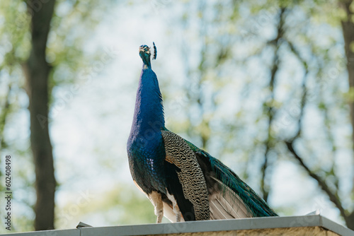 Obraz na płótnie The Indian peafowl in the park in the morning w salonie