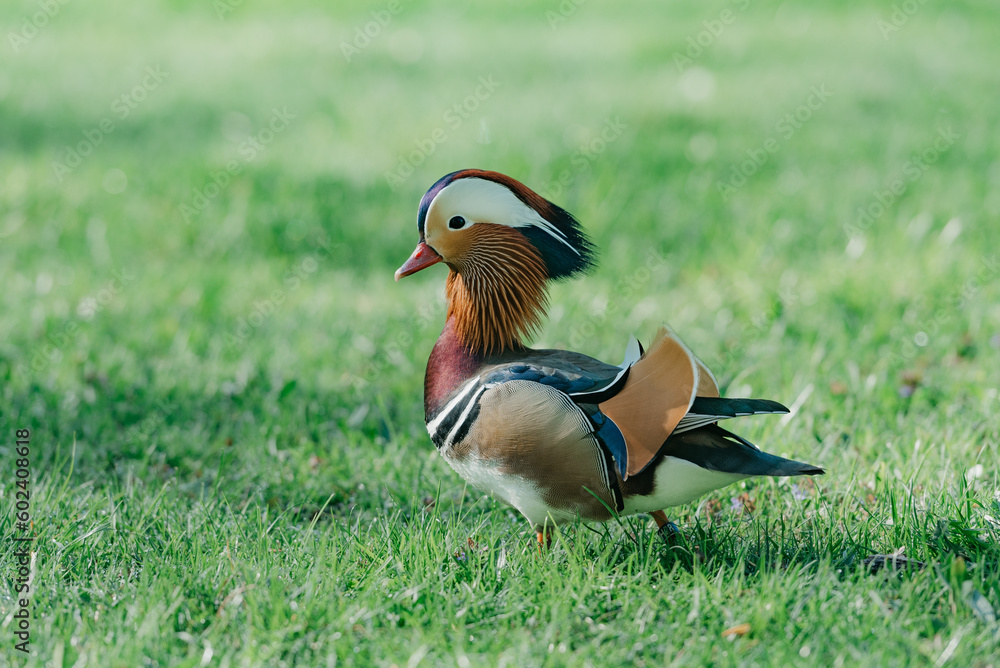 The mandarin duck walks through the meadow in the morning