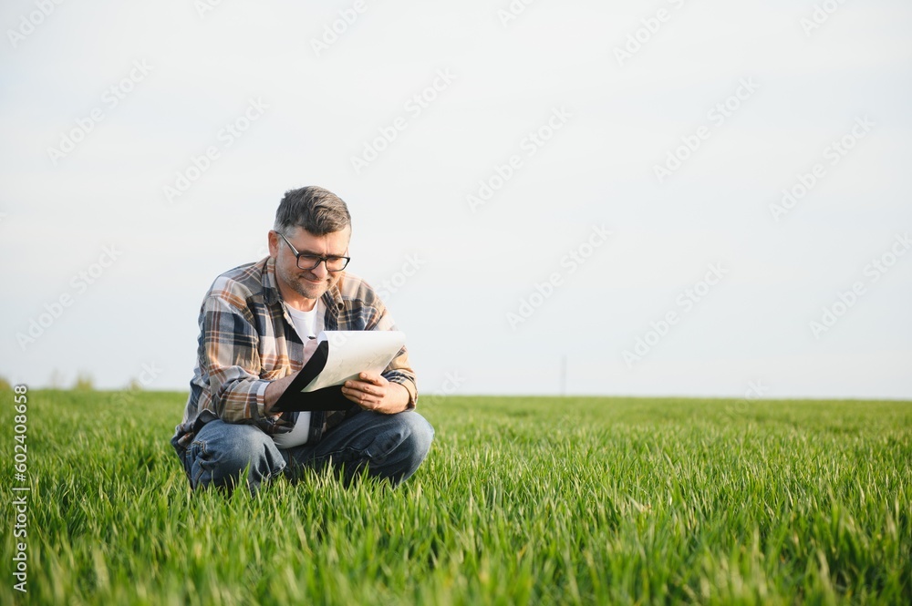 A young farmer inspects the quality of wheat sprouts in the field. The concept of agriculture. A young farmer inspects the quality of wheat sprouts in the field. The concept of agriculture.