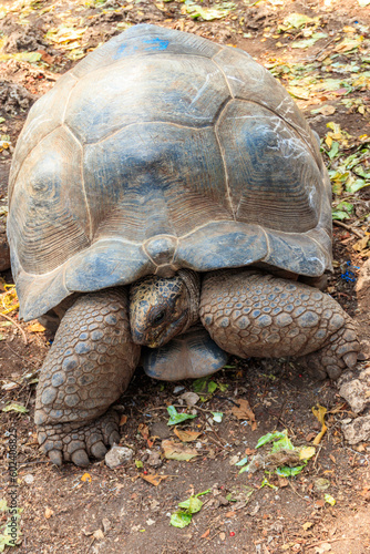 Aldabra giant tortoise on Prison island, Zanzibar in Tanzania