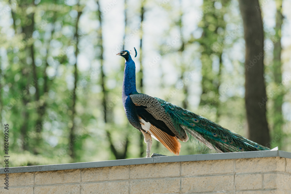 The Indian peafowl in the park in the morning