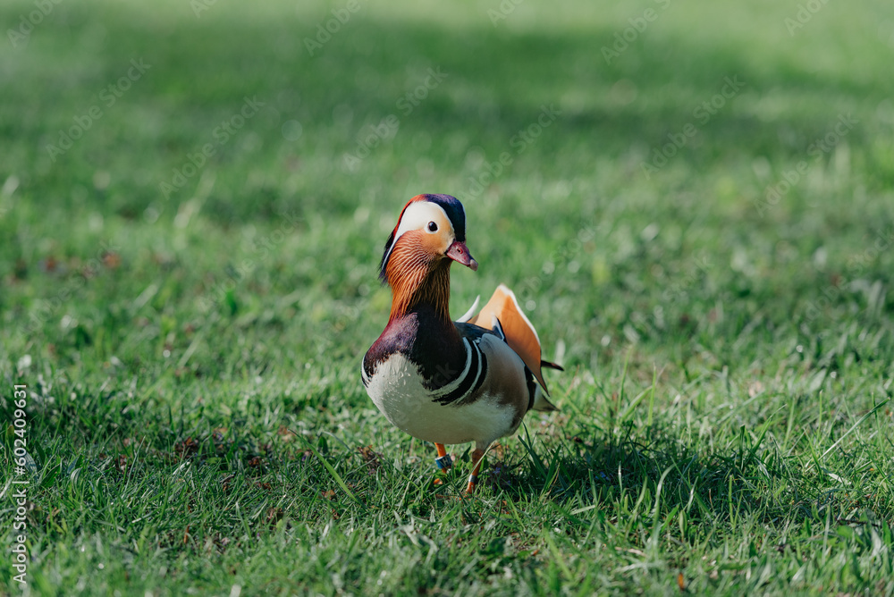 The mandarin duck walks through the meadow in the morning