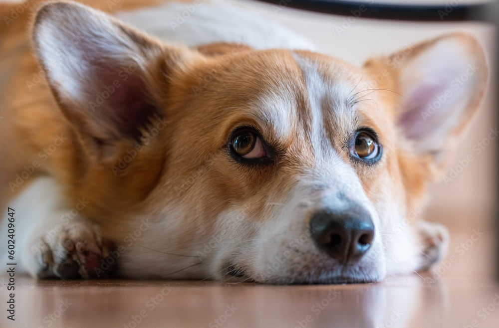 Close up of a young adult Welsh Corgi Pembroke dog looking up Close up of a young adult Welsh Corgi Pembroke dog looking up