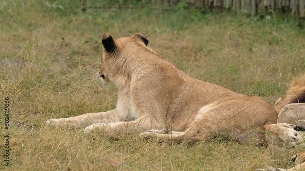 Lazy Lioness Laying around and yawning, sitting in the bushveld of a field in a Nature reserve during a Safari game drive Lazy Lioness Laying around and yawning, sitting in the bushveld of a field in a Nature reserve during a Safari game drive