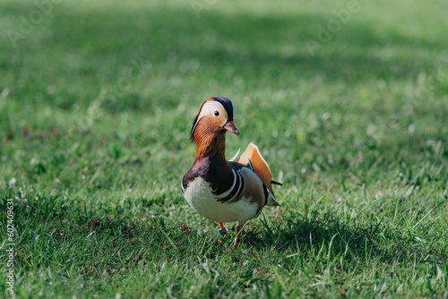The mandarin duck walks through the meadow in the morning