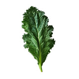 Kale Leaf Isolated