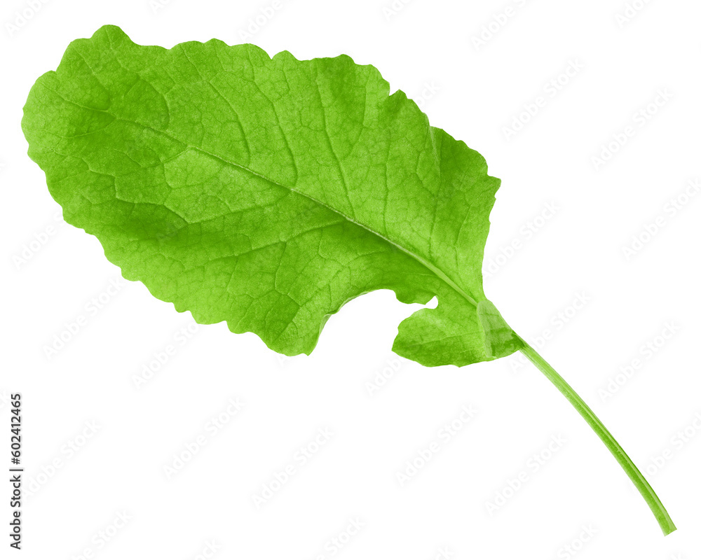 Fototapeta premium radish Leaf, isolated on white background, full depth of field