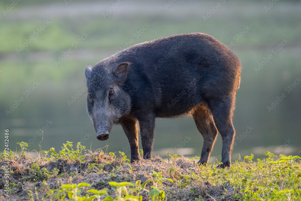 wild boar from sundarban mangrove forest bangladesh wild boar from sundarban mangrove forest bangladesh