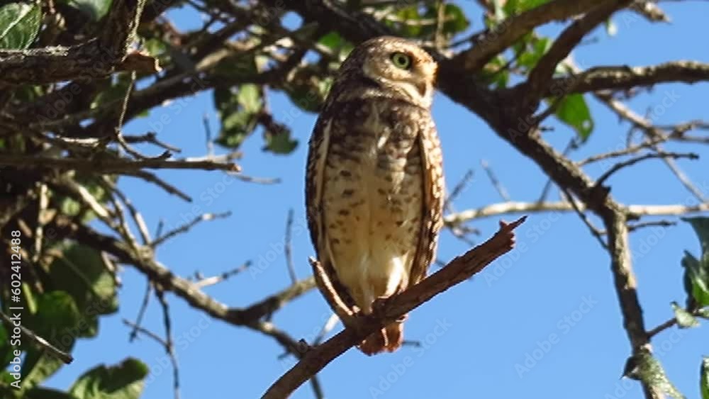 Burrowing Owl (Athene cunicularia) in closeup video and selective focus with depth blur