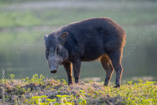 wild boar from sundarban mangrove forest bangladesh