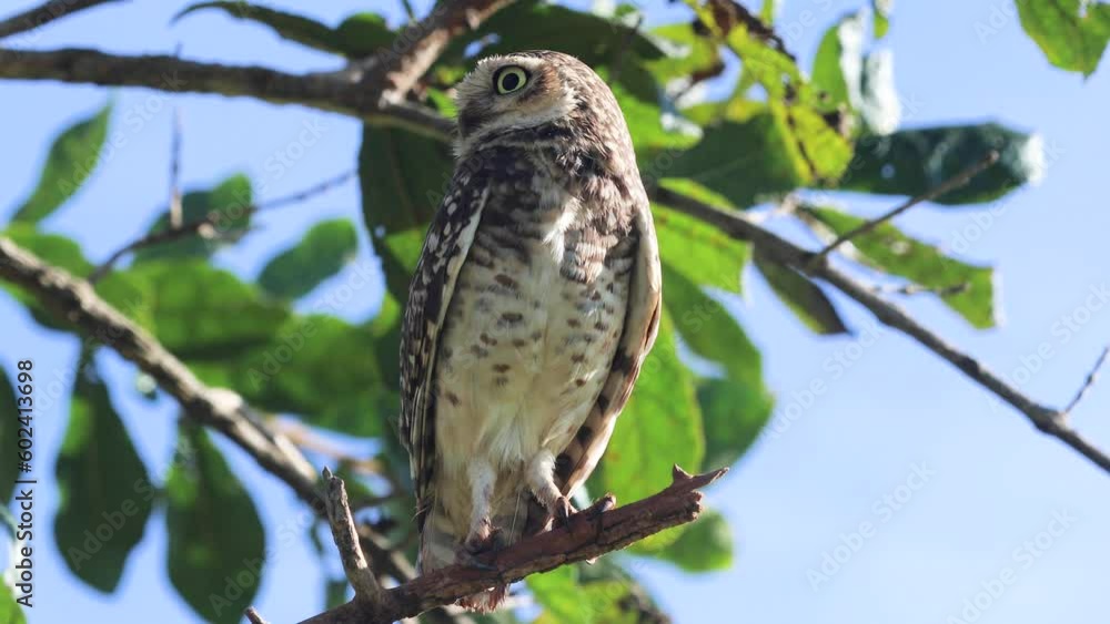 Burrowing Owl (Athene cunicularia) in closeup video and selective focus with depth blur Burrowing Owl (Athene cunicularia) in closeup video and selective focus with depth blur