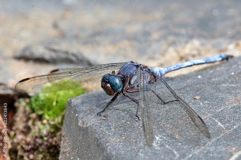 A blue dragonfly resting on a rock A blue dragonfly resting on a rock