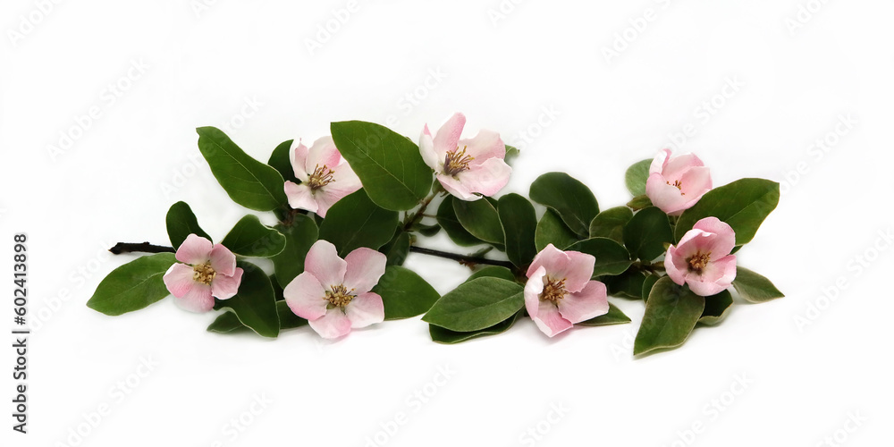 Branch with apple tree flowers isolated on white background. Spring flowering garden.
