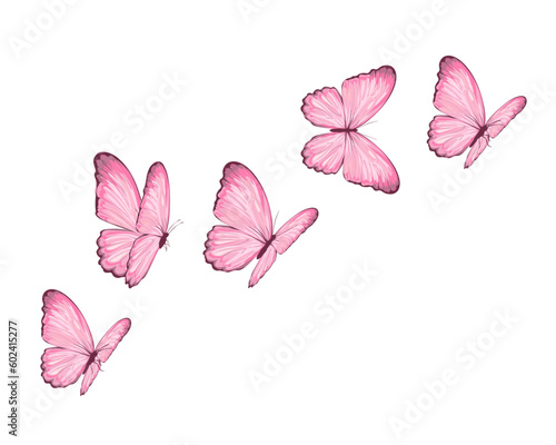 butterflies and flowers