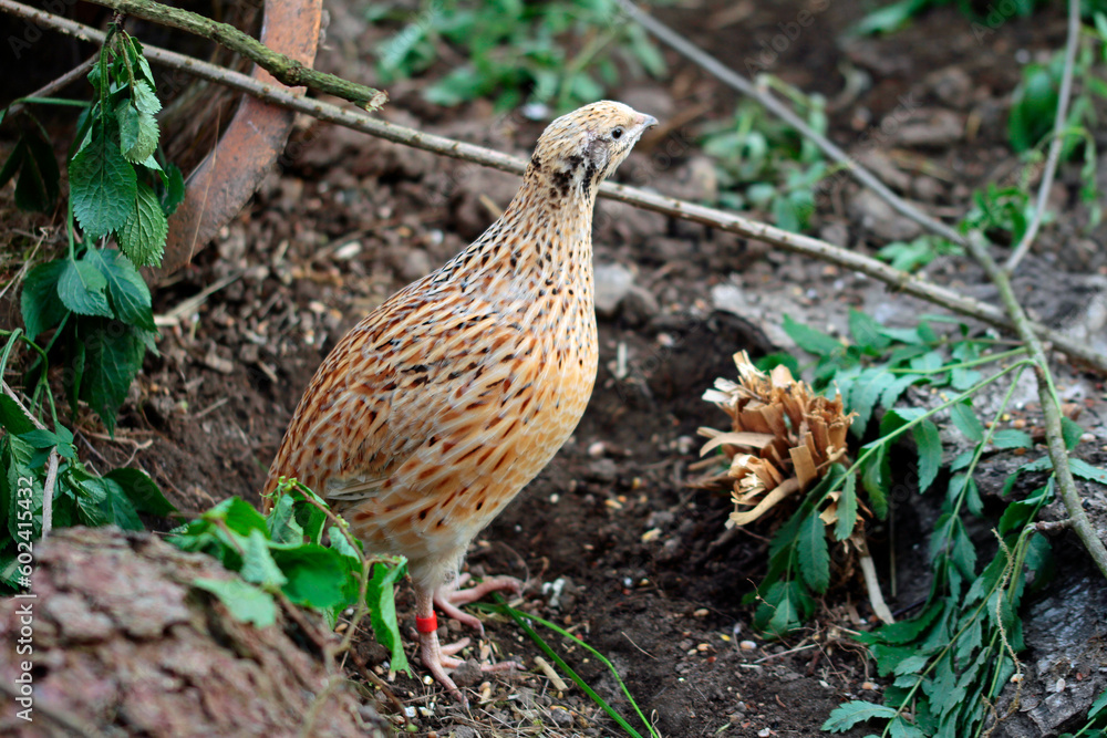 Daily Happy. Japanese laying quail hen in outdoor enclosure. Daily Happy. Japanese laying quail hen in outdoor enclosure.