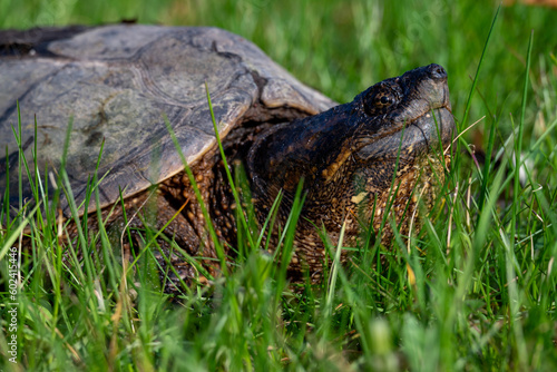 Common snapping turtle in Wisconsin photo
